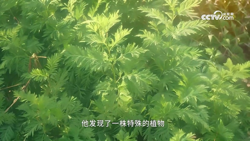 中国神话·尝百草 · 央视网节目缩略图
